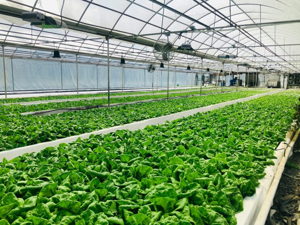 Why James Farm 48 oz of Frozen Spinach Is Worth It