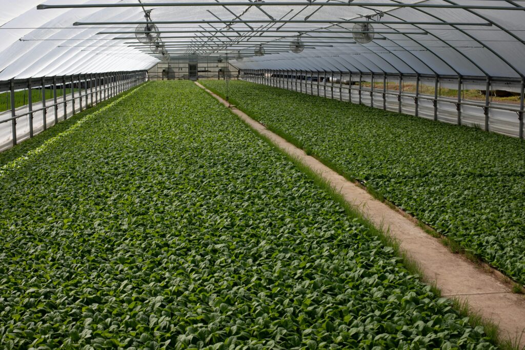 Why James Farm 48 oz of Frozen Spinach Stands Out